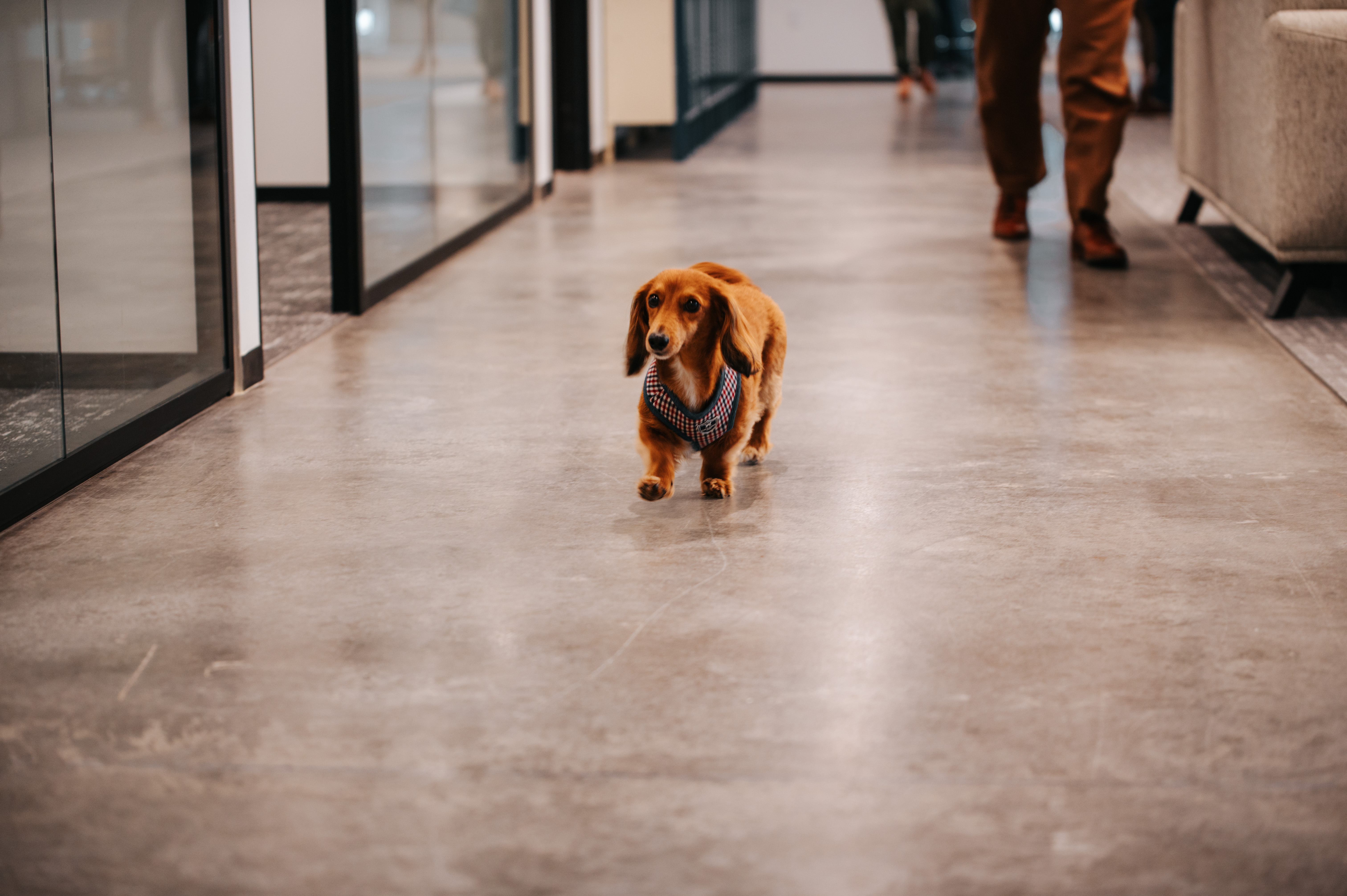 A furry team member walking through the halls at Velocity Global's new headquarters in Denver, Colorado.