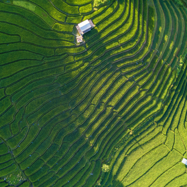 rice paddy field