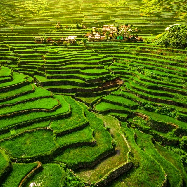 Rice Fields