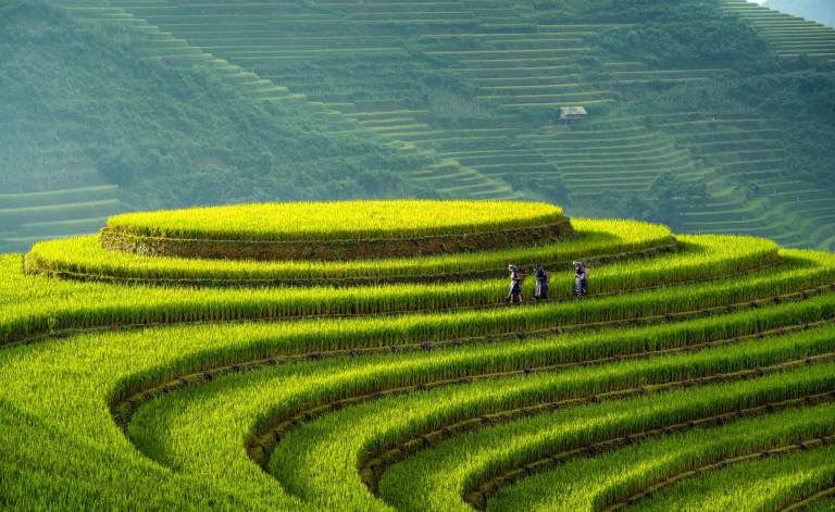 rice paddy field